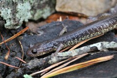 Plethodon jacksoni