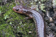 Plethodon jacksoni