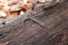 Plethodon jacksoni