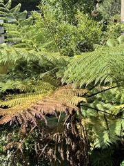 Cyathea cooperi