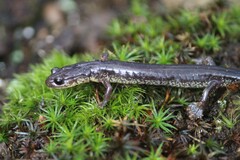 Plethodon jacksoni