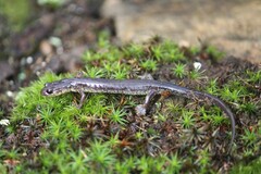Plethodon jacksoni