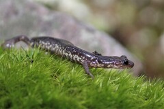 Plethodon jacksoni