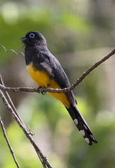 Trogon melanocephalus