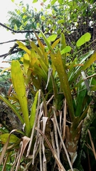 Bromelioideae