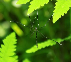 Bittacomorpha clavipes