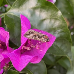 Cornutiplusia circumflexa