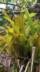 Bromelioideae