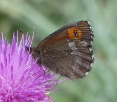 Erebia euryale