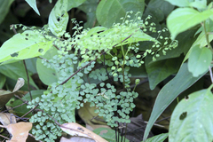 Adiantum tricholepis
