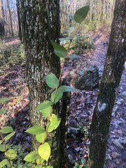 Lonicera