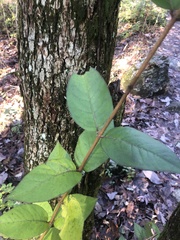 Lonicera