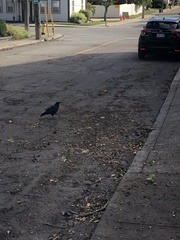 Corvus brachyrhynchos