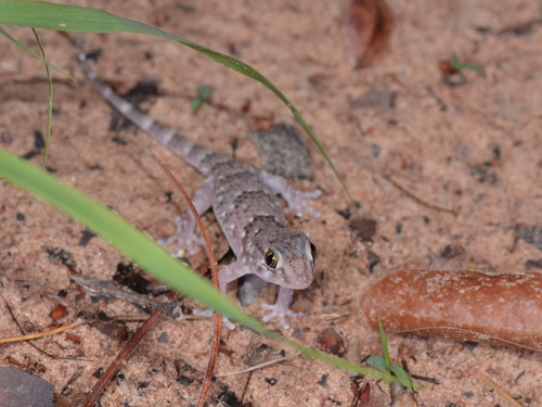 Fischer's Thick-toed Gecko