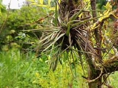 Tillandsia geminiflora