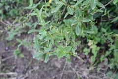 Salix integra