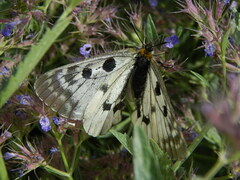 Parnassius mnemosyne