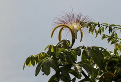 Pachira aquatica