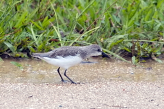 Calidris mauri