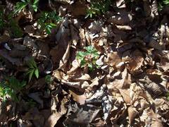 Isopyrum thalictroides