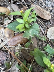 Calyptocarpus vialis