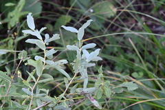 Salix integra