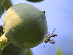 Toxotrypana curvicauda