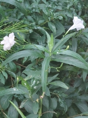 Ruellia leucantha