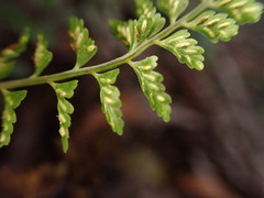 Asplenium macraei