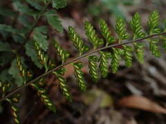 Asplenium macraei