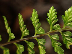 Asplenium macraei