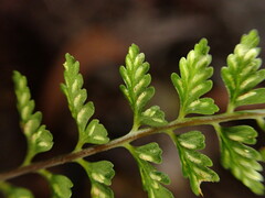 Asplenium macraei