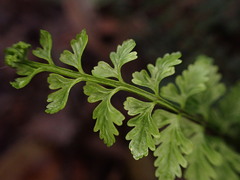 Asplenium macraei