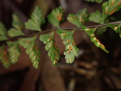 Asplenium macraei