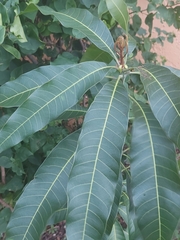 Canarium australianum