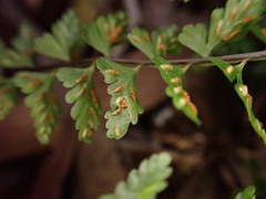 Asplenium macraei