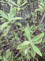 Salvia mellifera