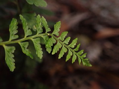 Asplenium macraei