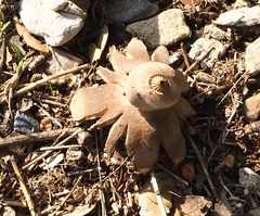 Geastrum campestre