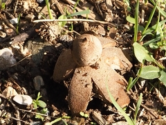 Geastrum campestre