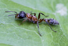 Pseudomyrmex gracilis