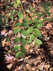 Lonicera fragrantissima