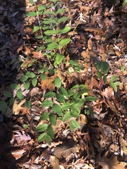 Lonicera fragrantissima