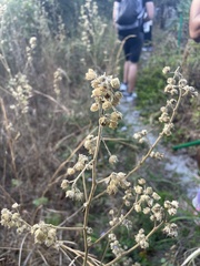 Sida cordifolia
