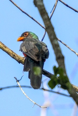 Trogon massena