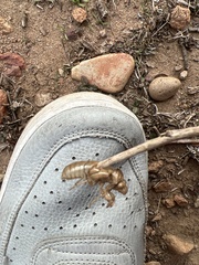 Cicadoidea