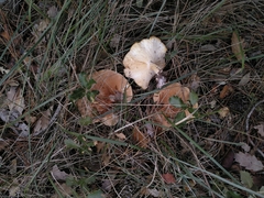 Leucopaxillus gentianeus