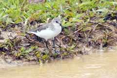 Calidris mauri