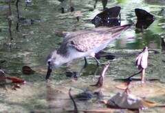 Calidris mauri