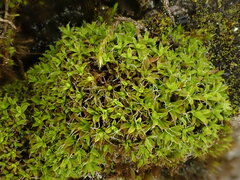 Syntrichia virescens